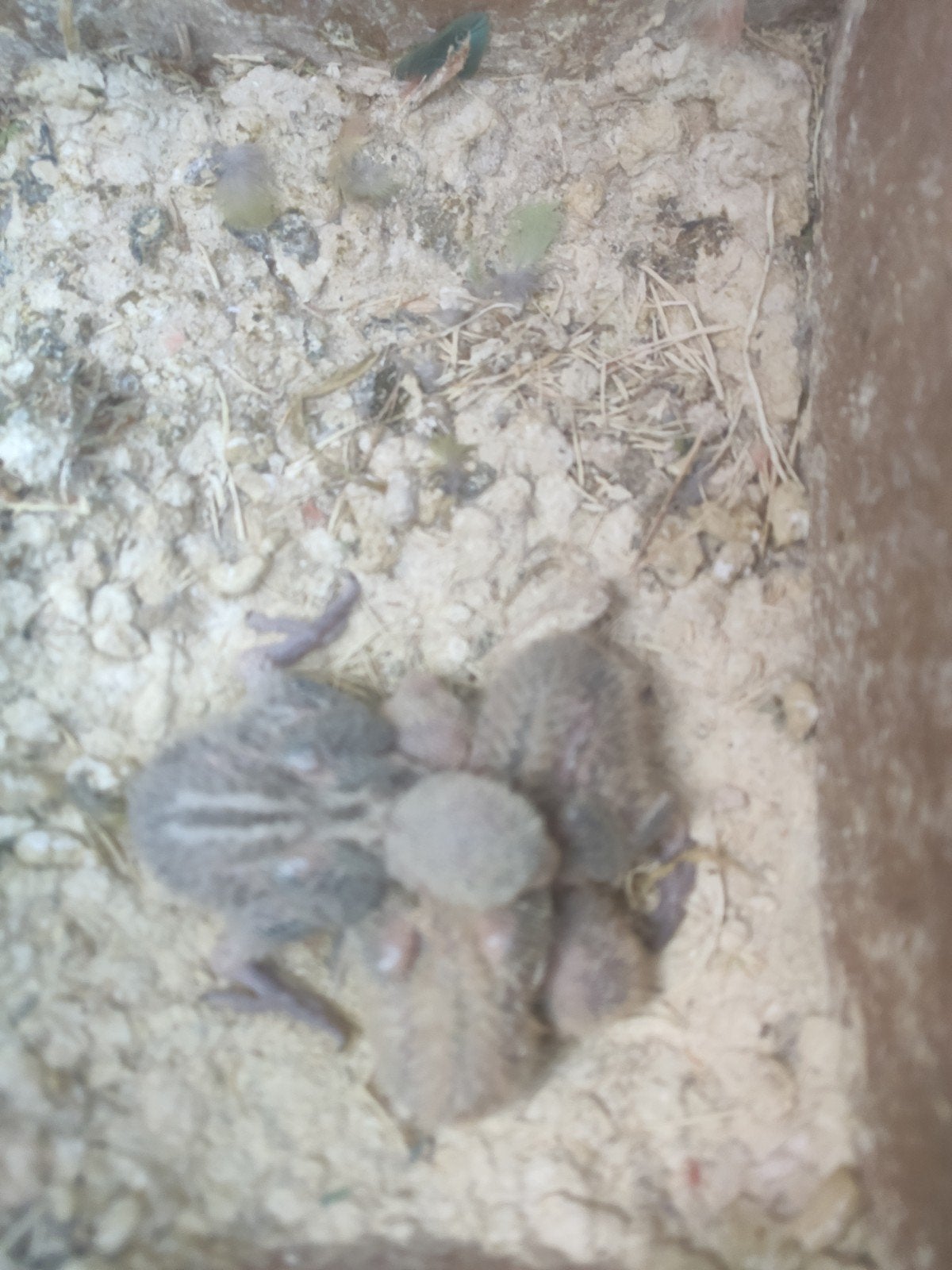 jonge agapornissen, Geslacht onbekend, Dwergpapegaai of Agapornis, Tam