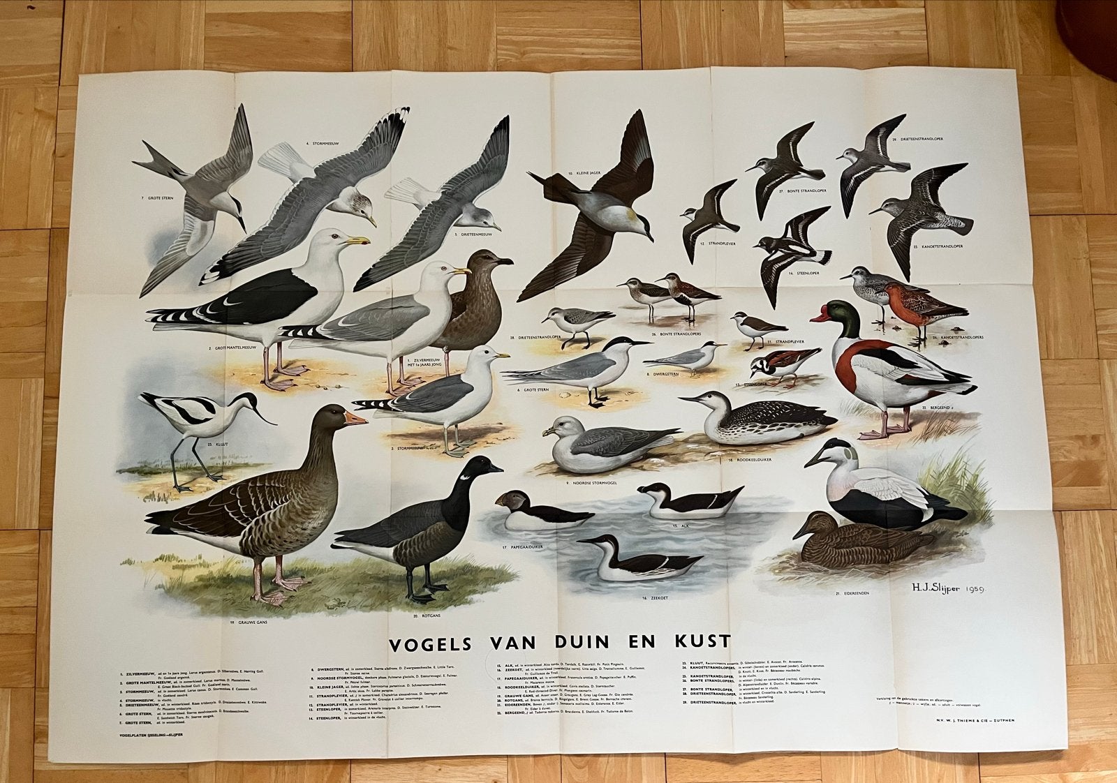 Collector’s item Vogels van Duin en Kust+toelichting 1959, Antiek en Kunst, Antiek | Schoolplaten, Ophalen of Verzenden, Natuur en Biologie