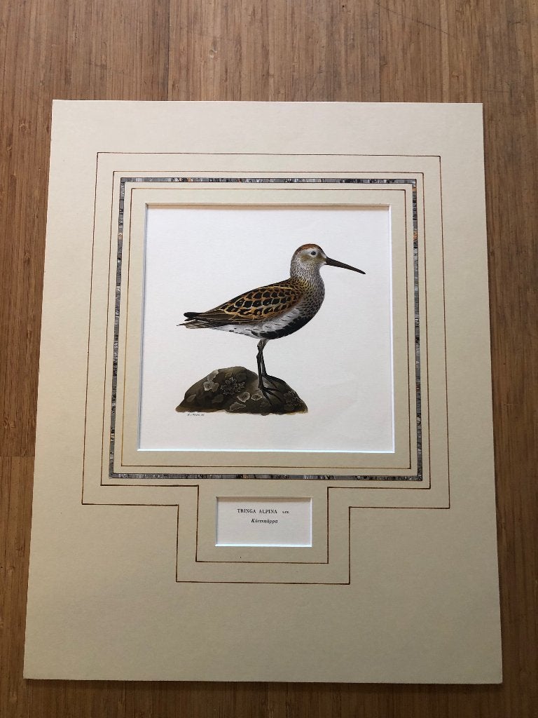 prent Bonte Strandloper, 1924, Antiek en Kunst, 28 cm, Ophalen of Verzenden, Flora en Fauna, Met passe-partout