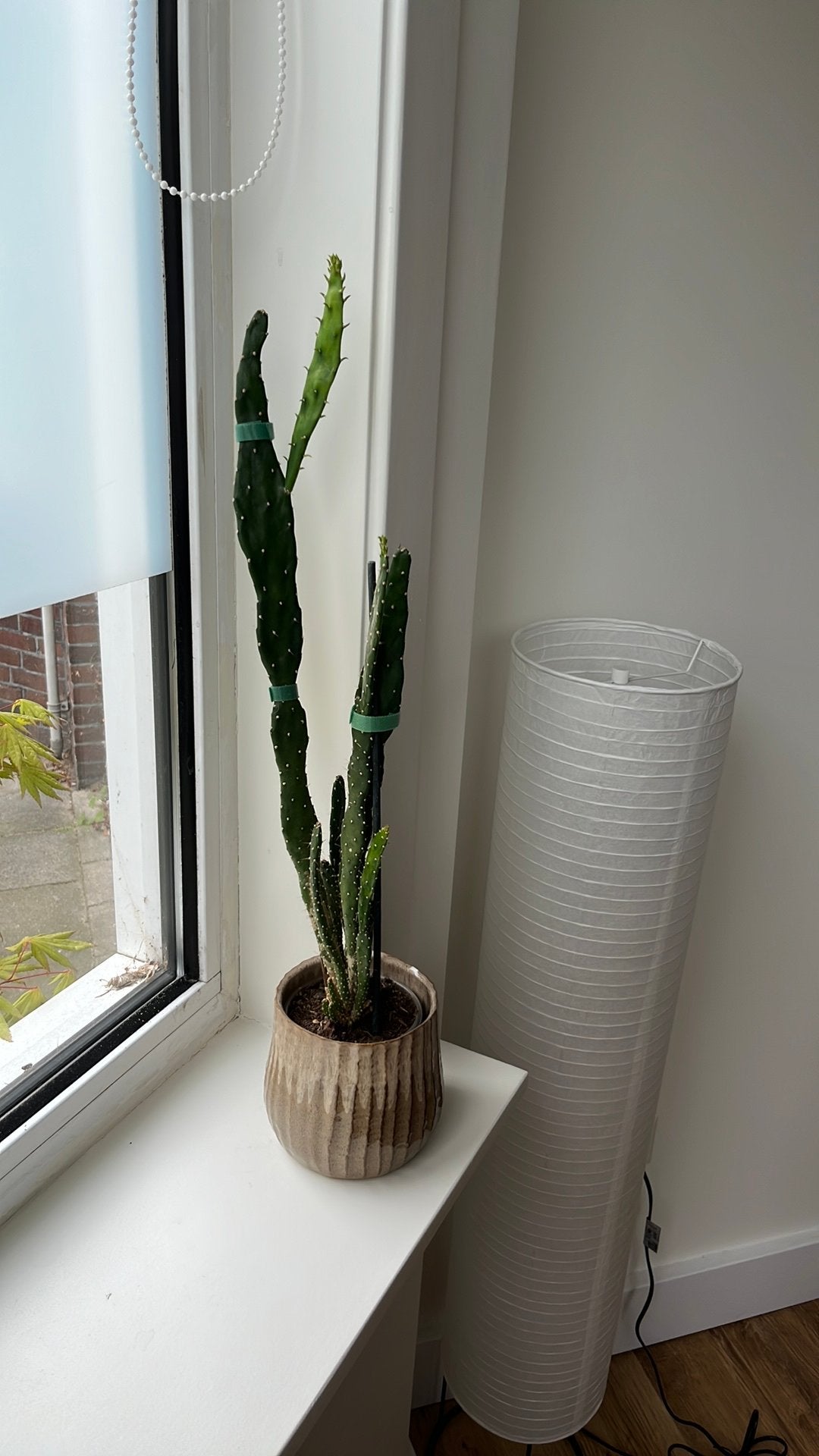Cactus - Opuntia soort, Ophalen, Minder dan 100 cm, In pot, Cactus