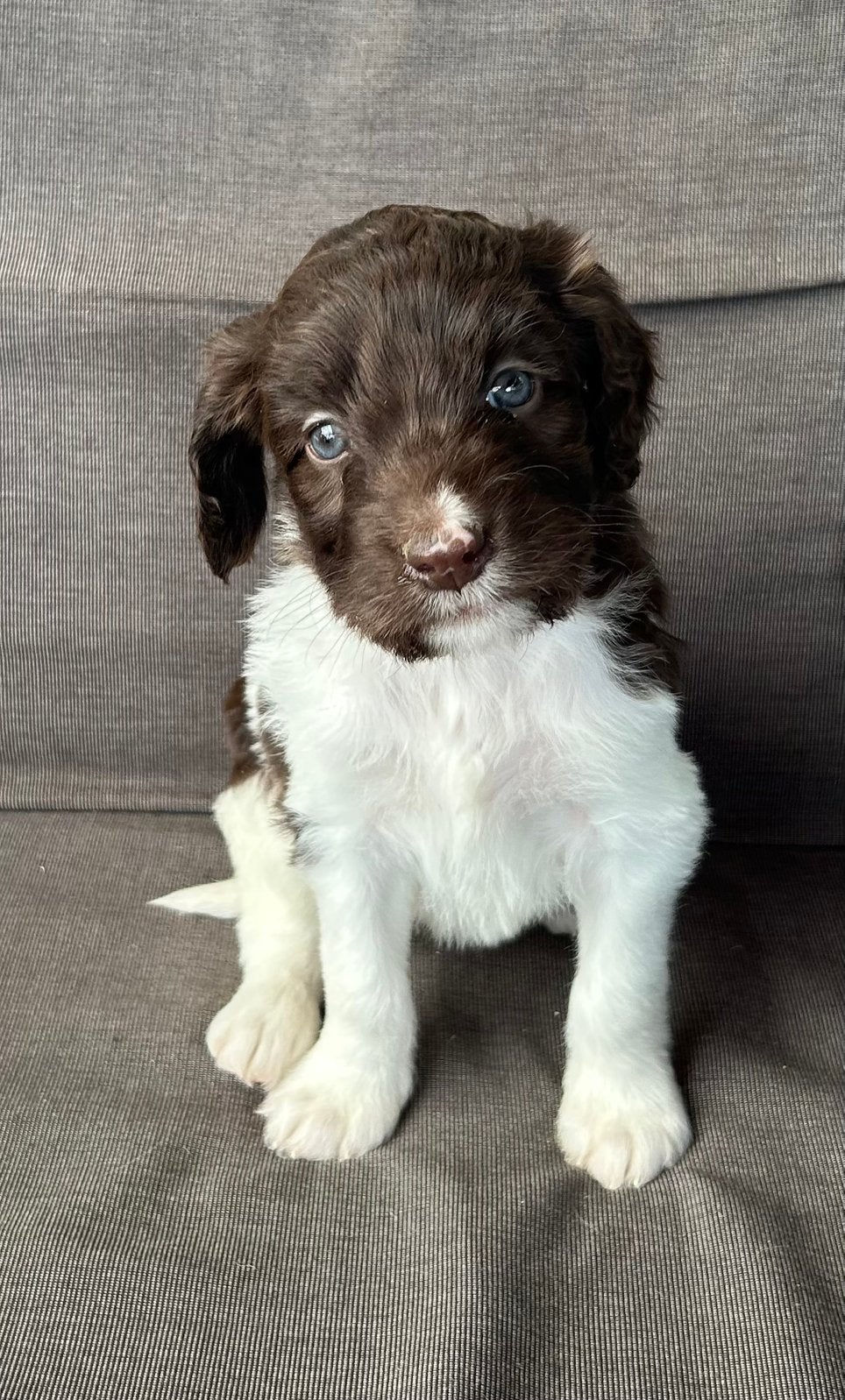 Prachtige Heidewachtel mix pups, Dieren en Toebehoren, Nederland, Parvo, Overige rassen, 8 tot 15 weken