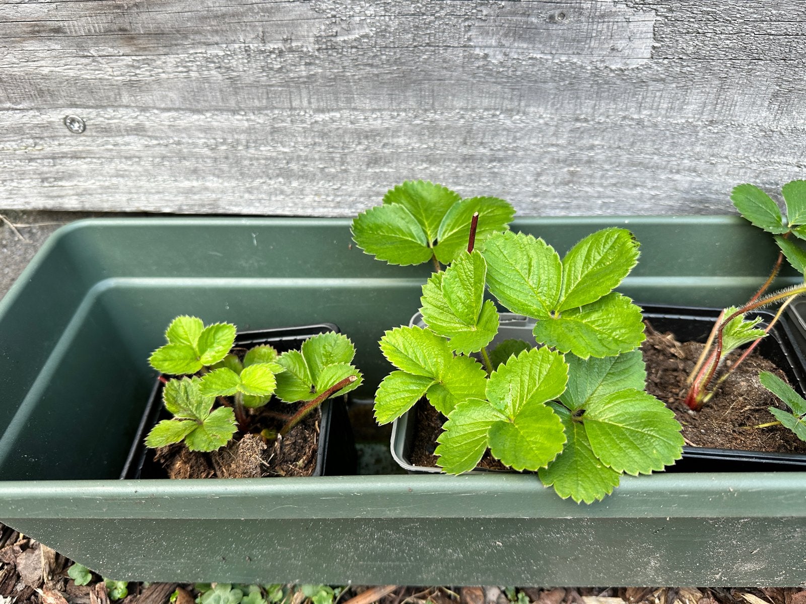 Gewortelde biologische Aardbeistekjes - Eigen Kweek, Ophalen, Volle zon, Vaste plant, Fruitplanten
