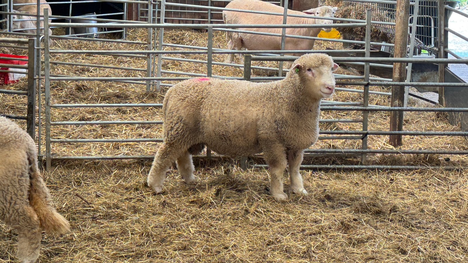 Poll Dorset ramlammeren en ooilammeren, Zwoegervrij ARR/ARR, Meerdere dieren, Schaap, 0 tot 2 jaar