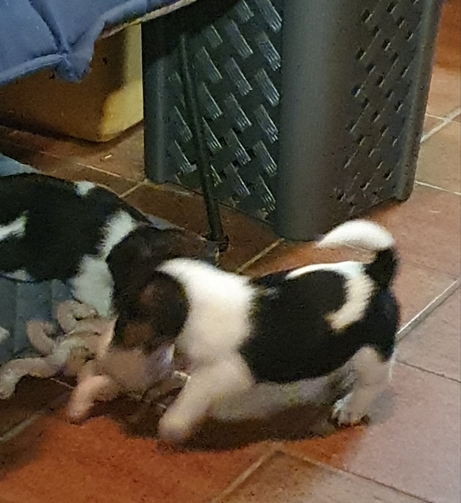 zuiver gefokte " echte" Jack Russell pups. zoals het hoort, Jack Russell Terriër, 8 tot 15 weken, CDV (hondenziekte), Meerdere