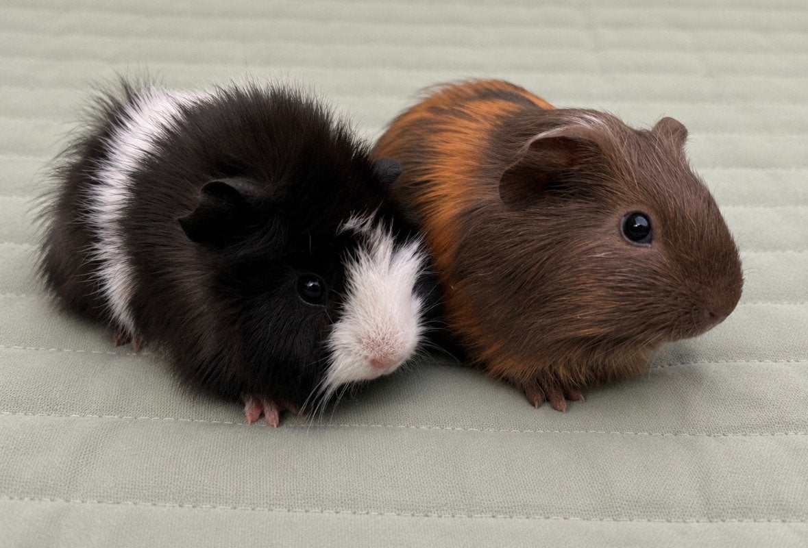 Super knap cavia koppel ( met zorg gematcht), Dieren en Toebehoren, Knaagdieren, Cavia, April, Mannelijk, Tam