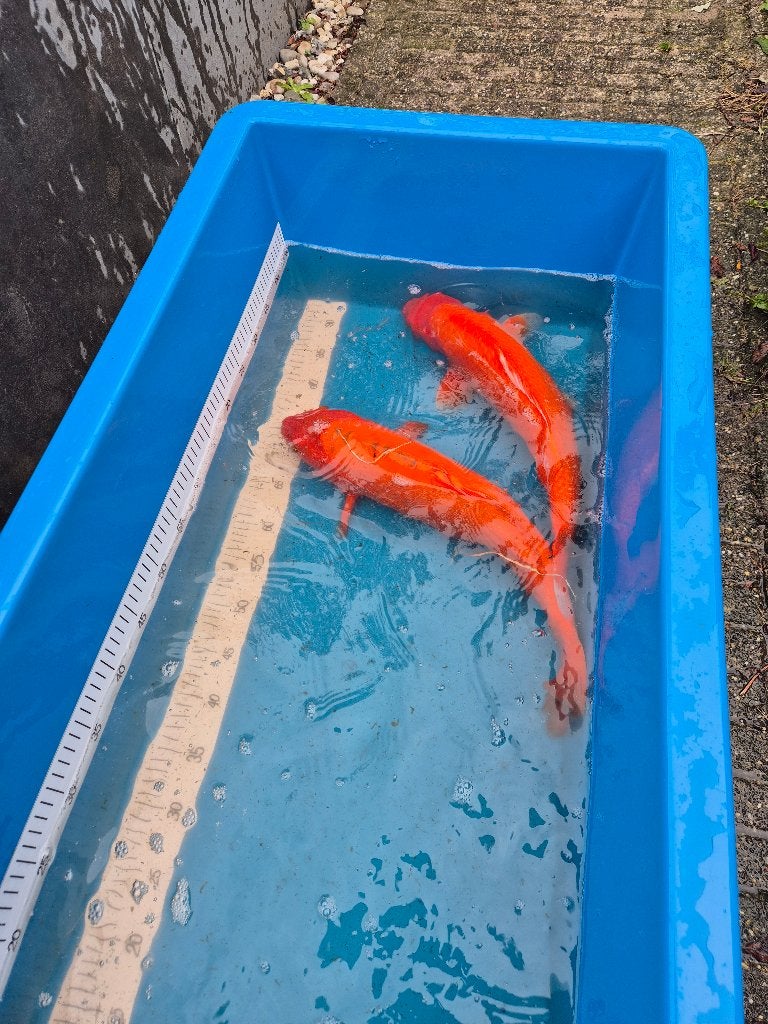2 stuks Koi's tekoop!, Dieren en Toebehoren, Karper of Koi