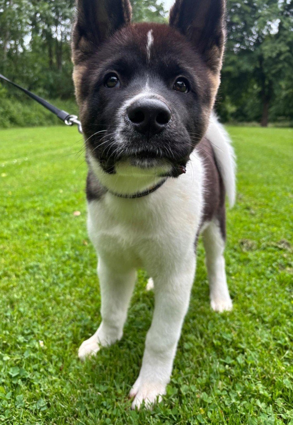 Prachtige Raszuivere American Akita Pup, Parvo, 15 weken tot 1 jaar, Eén hond, Nederland