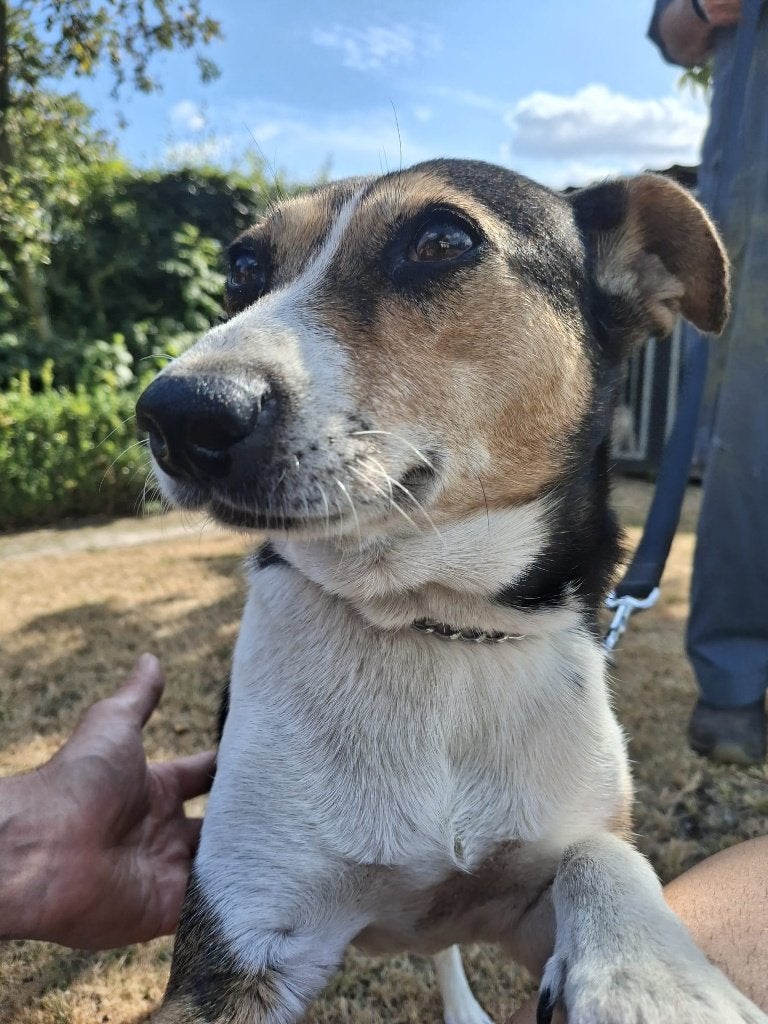 boerenfox, Dieren en Toebehoren, Honden | Jack Russells en Terriërs, Overige rassen, 8 tot 15 weken, Teef, Parvo
