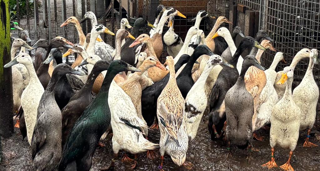 Broedeieren Indische Loopeenden tentoonstellingsfokkerij, Dieren en Toebehoren, Pluimvee, Geslacht onbekend, Eend