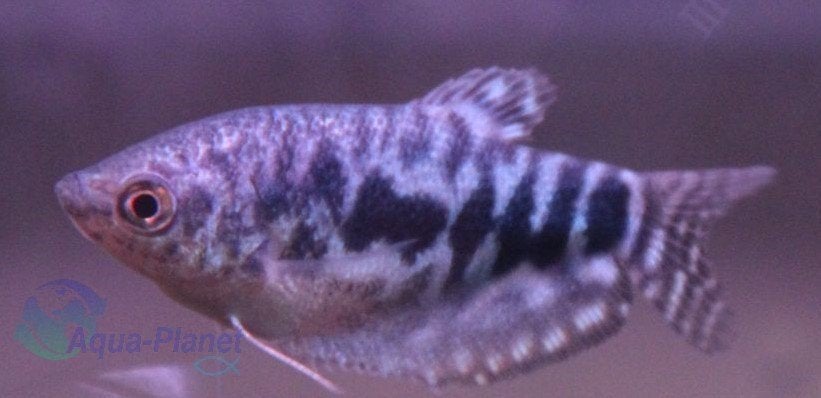 Trichogaster Gourami "Mix" (Augustus Actie!!! €5,- pst), Dieren en Toebehoren, Vis, Zoetwatervis