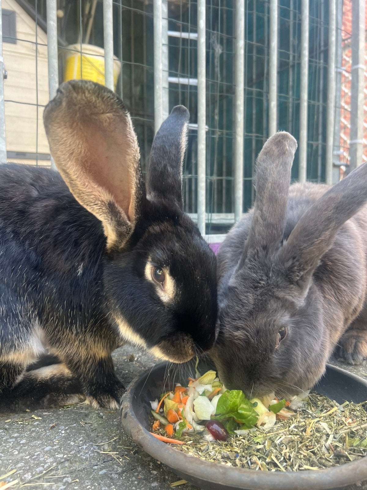 Super lief koppeltje Duitse Reuzen, Dieren en Toebehoren, Meerdere dieren, Groot