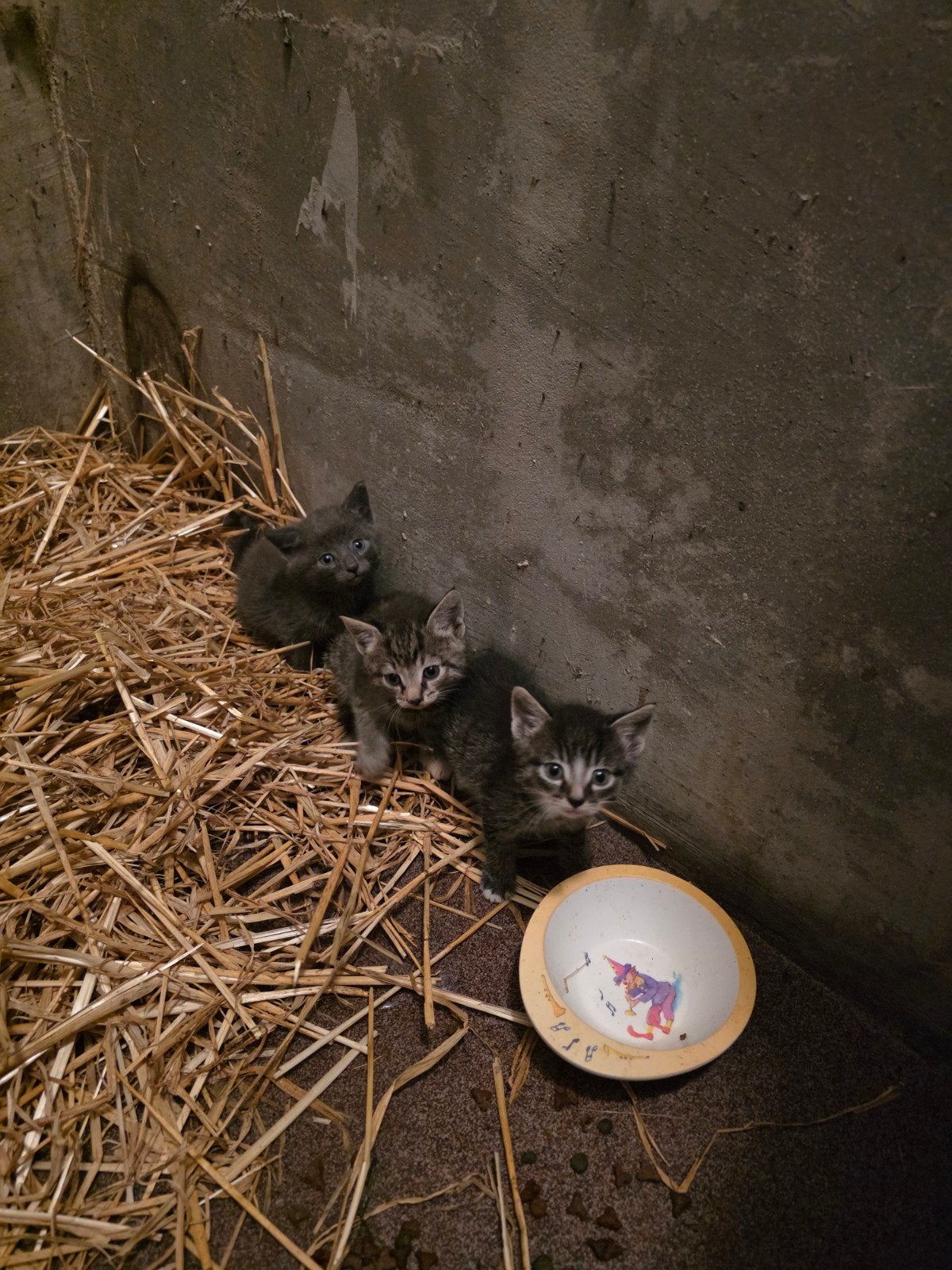kittens, Dieren en Toebehoren, Katten en Kittens | Overige Katten