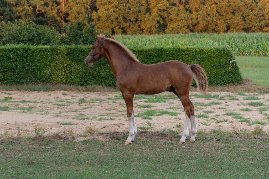 Groot en heel mooi, 1e premie, New Forest hengst veulen, Dieren en Toebehoren, Pony's, Met stamboom, Niet van toepassing, Springpony