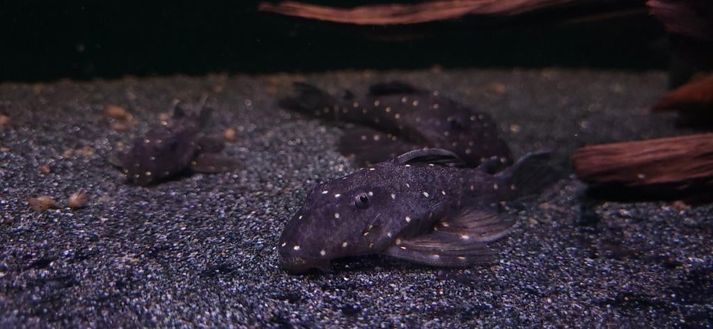 LDA31 - Panalogus albomaculatus, Dieren en Toebehoren, Vissen | Aquariumvissen, Vis, Zoetwatervis