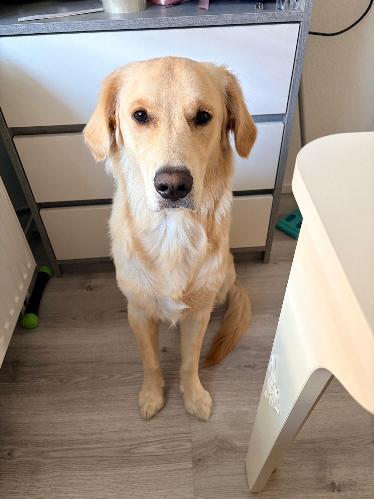 golden retriever tekoop, Dieren en Toebehoren, Honden | Retrievers, Spaniëls en Waterhonden, Golden retriever, 15 weken tot 1 jaar
