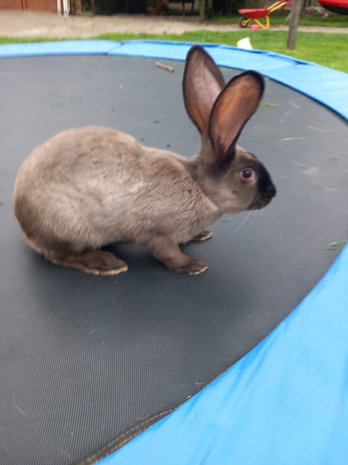 Duitse rues  Siamees sable vienna drager, Vrouwelijk, Middelgroot, 0 tot 2 jaar