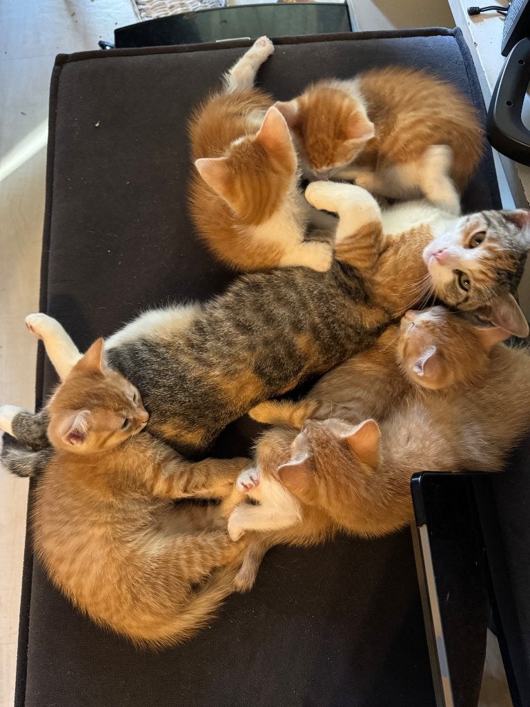 Kitten ophalen 8 wkn oud, Dieren en Toebehoren, Poes, Kortharig, 0 tot 2 jaar
