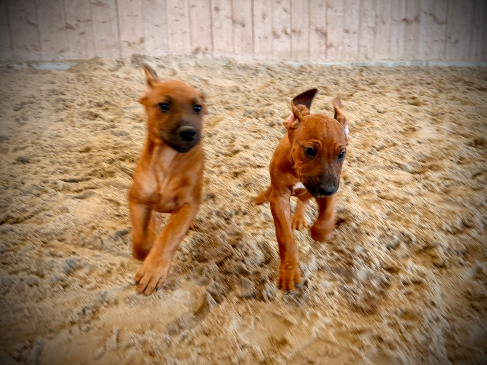 Rhodesian ridgeback pups nog 2 reutjes en een teefje, Dieren en Toebehoren, Honden | Beagles, Bassets en Lopende honden, Parvo