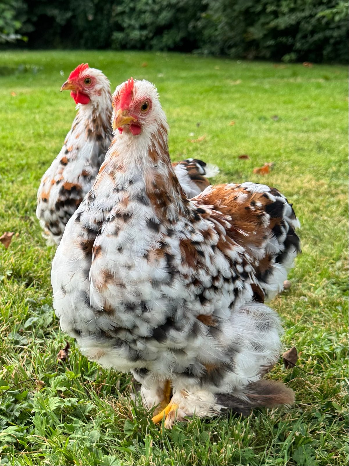 Cochin kriel haantjes, Dieren en Toebehoren, Mannelijk, Kip
