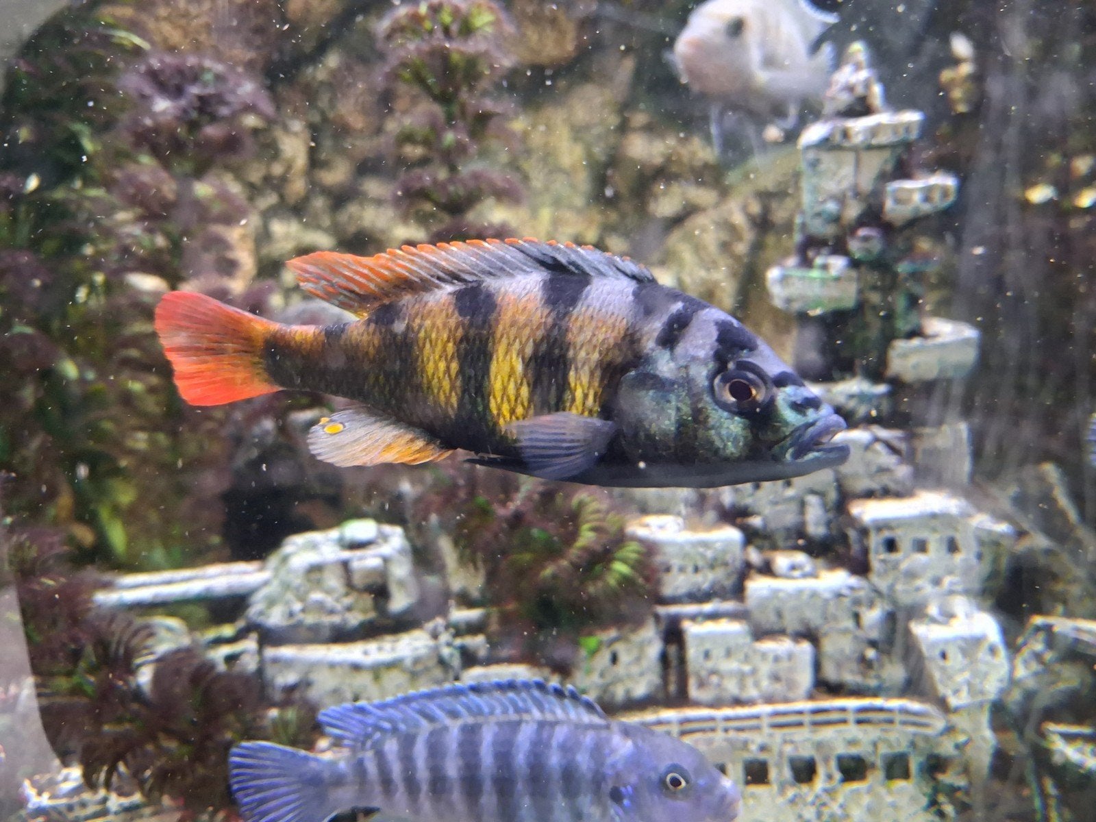 Haplochromis CH44 Victoria Cichliden, Dieren en Toebehoren, Vissen | Aquariumvissen, Vis, Zoetwatervis