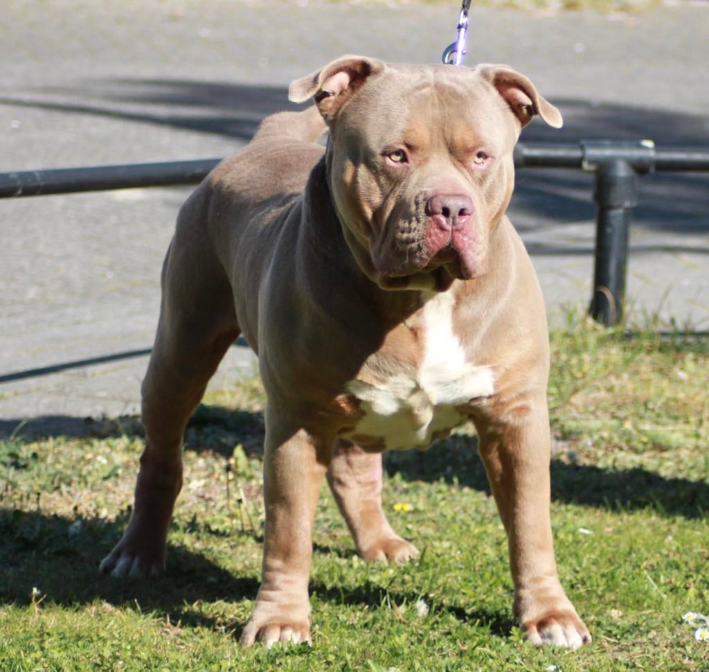 American Bully - XL-XXL Tri color dekreuen, Dieren en Toebehoren, Reu, Parvo, Meerdere, 3 tot 5 jaar