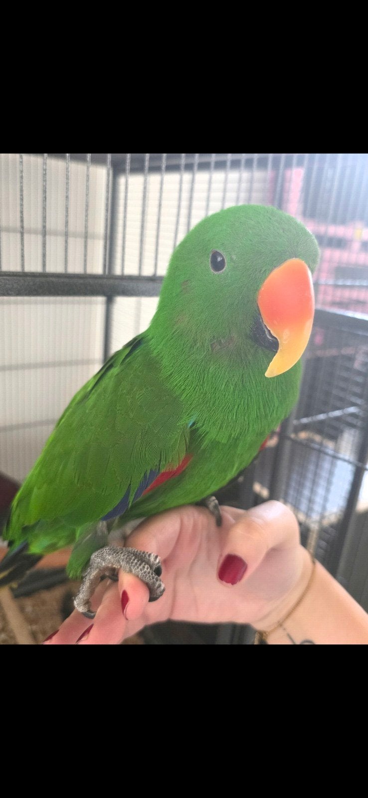 Edelpapegaai Kiwi, lief en tam, Mannelijk, Papegaai, Tam