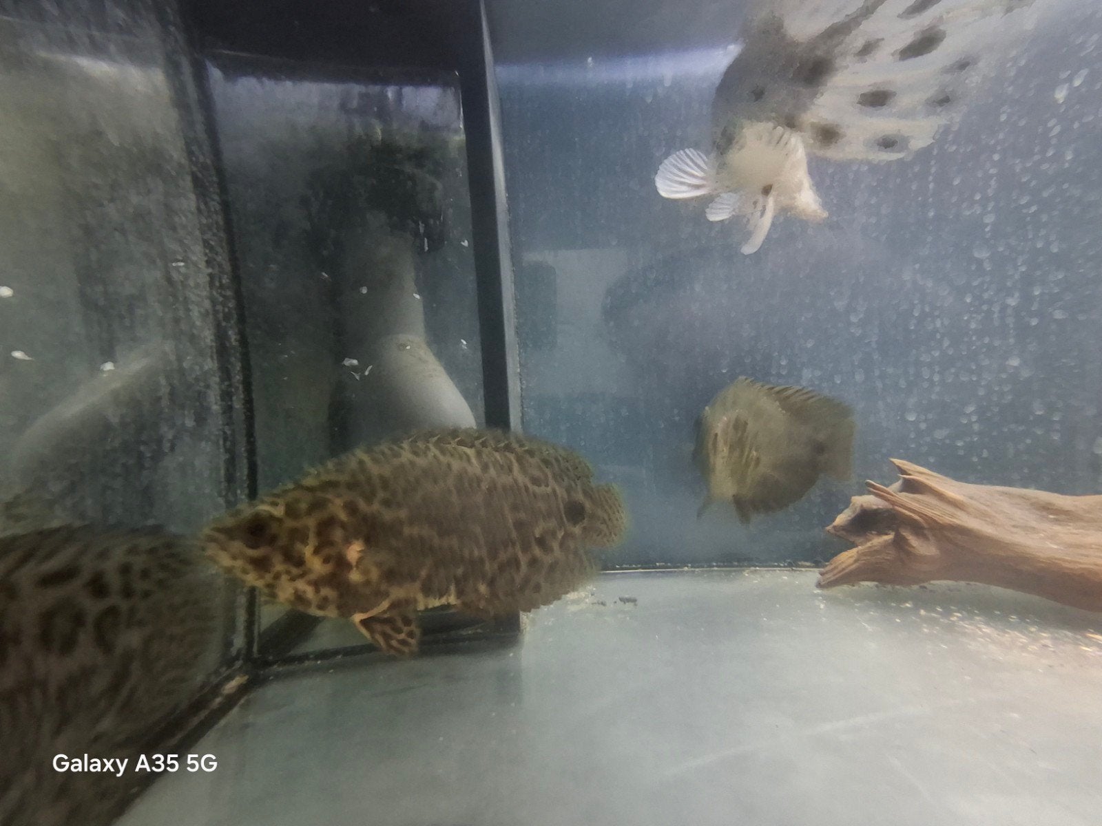 Ctenopoma acutirostre, Vis