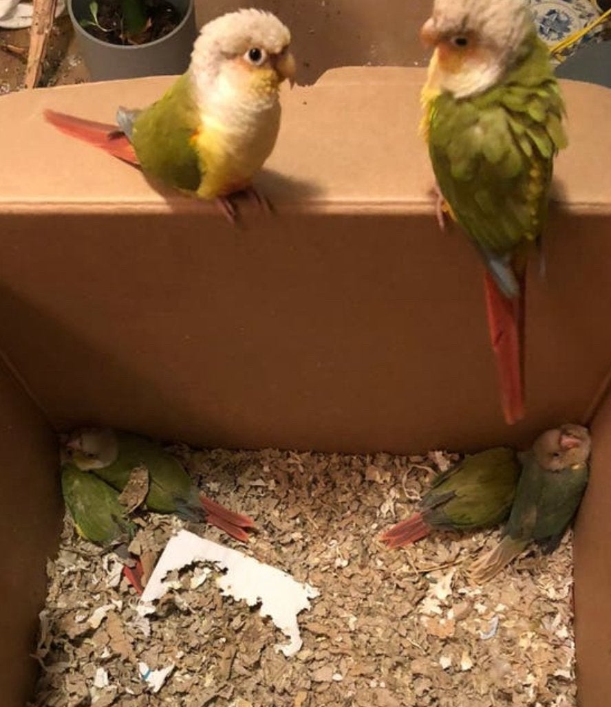 Koppel pyrrura’s (2022) met 3 jongen (2025), Meerdere dieren, Parkiet, Tam