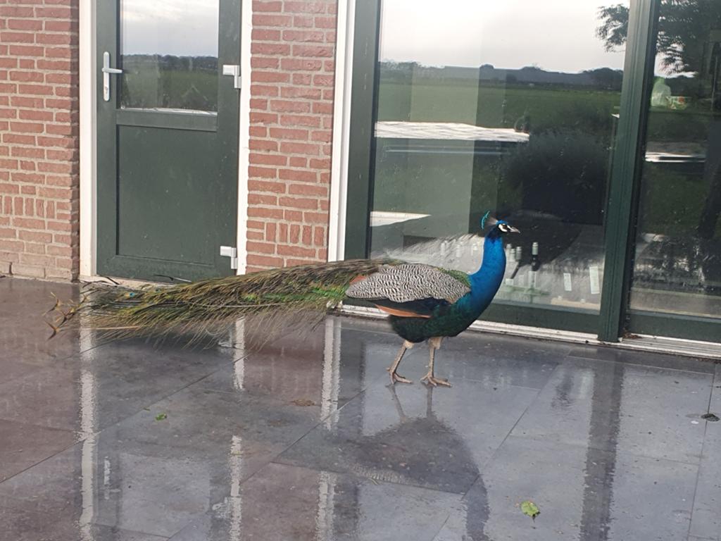 Mannetjespauw, Vrouwelijk