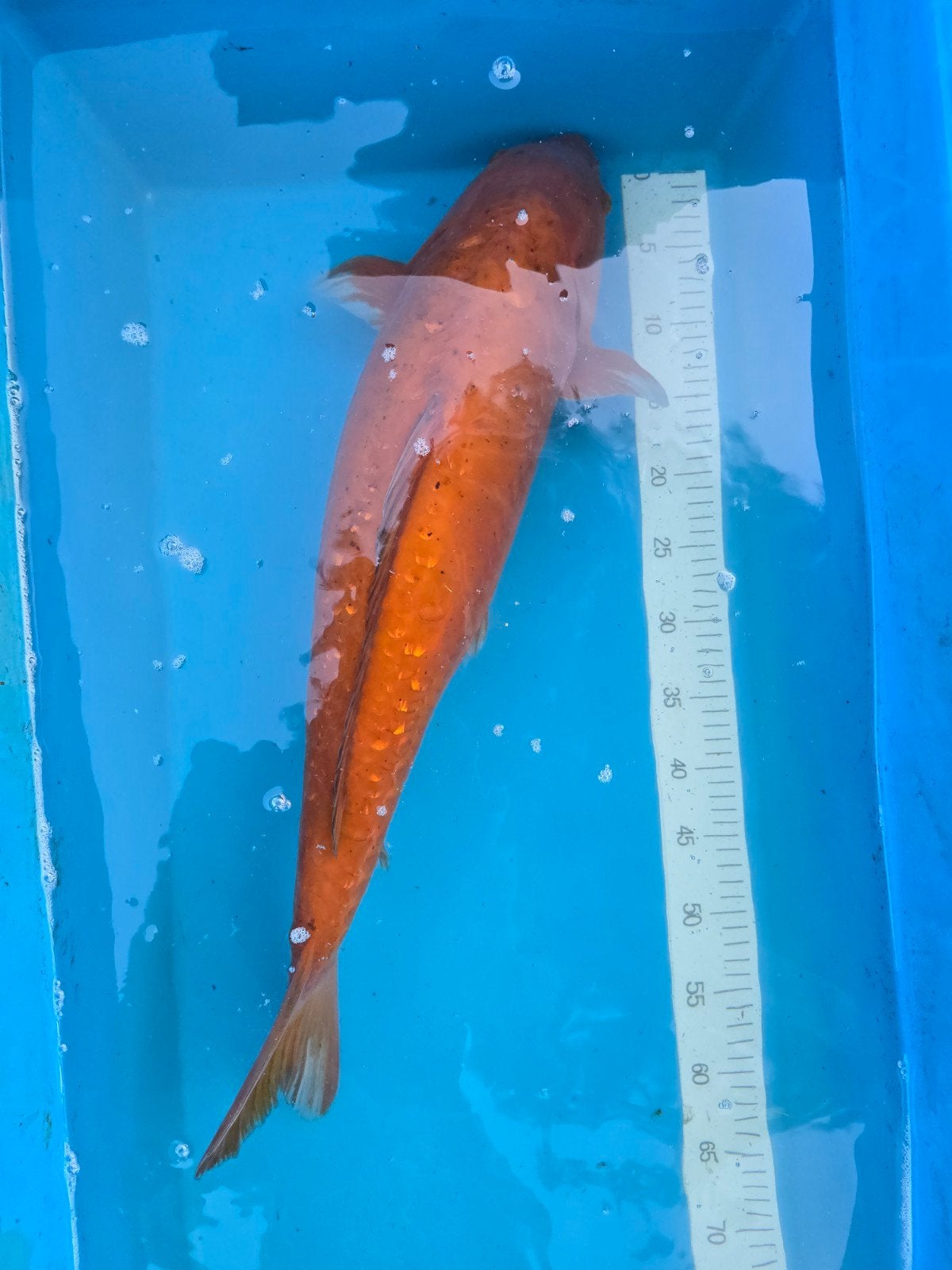 Doitsu Chagoi 65-70cm, Dieren en Toebehoren, Vissen | Vijvervissen, Karper of Koi
