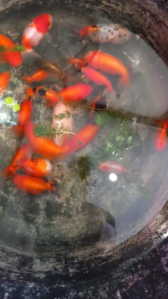 Ranchu's, Goudvis(sen)