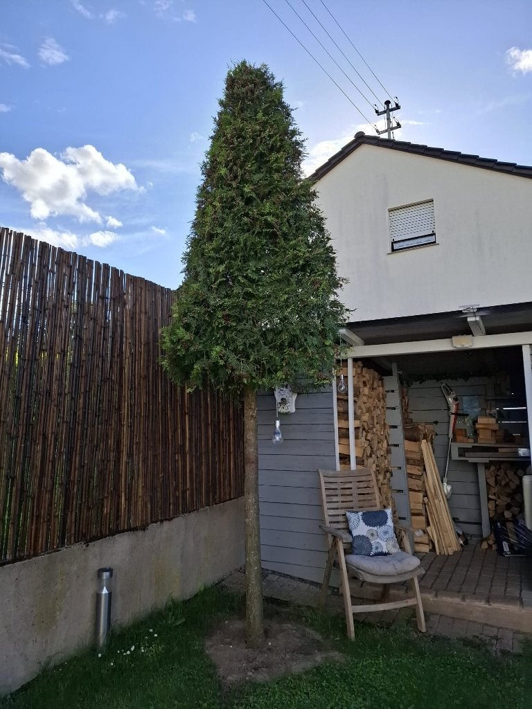 Thuja Gelderland, Bloeit niet, Overige soorten, 100 tot 250 cm, Ophalen