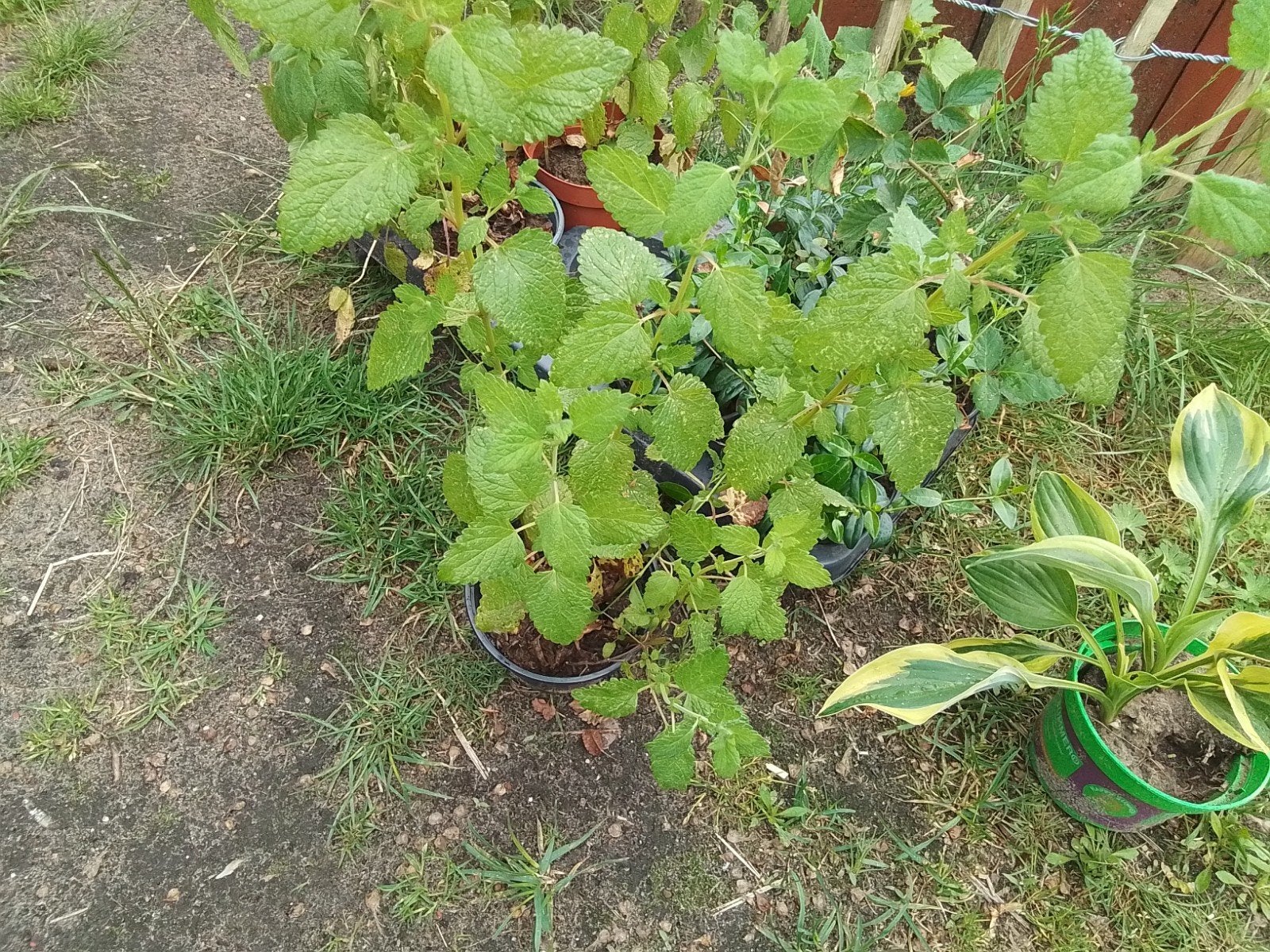 Gratis biologische citroenmelisse, Tuin en Terras, Planten | Tuinplanten, Ophalen, Eenjarig, Groenteplanten, Volle zon