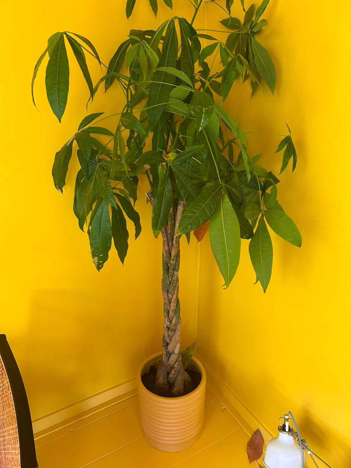Mooie kamerplant met pot - Pachira Aquatica Gevlochten, Ophalen, Overige soorten, Halfschaduw, In pot