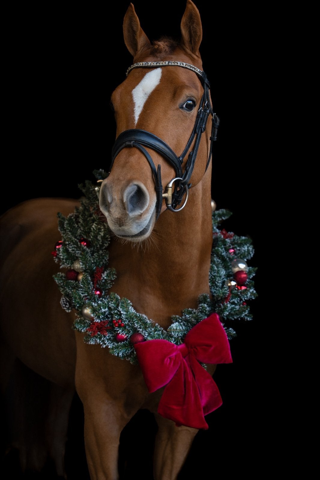 5 jarige  knappe D pony, Dieren en Toebehoren, Paarden, Met stamboom, Minder dan 160 cm, B, Ruin