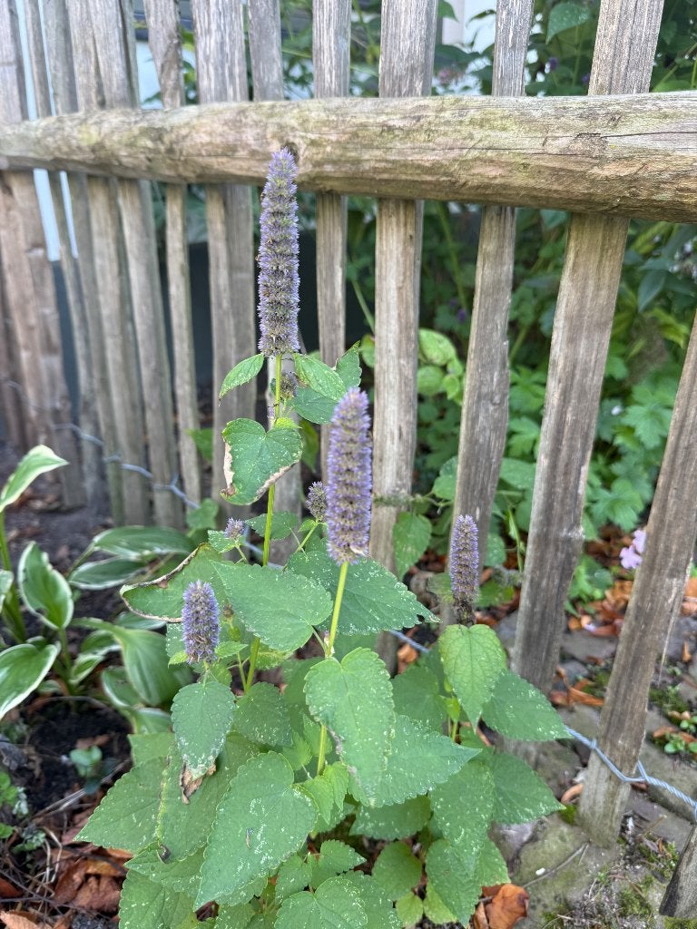 Dropplant, Vaste plant, Halfschaduw, Zomer, Ophalen