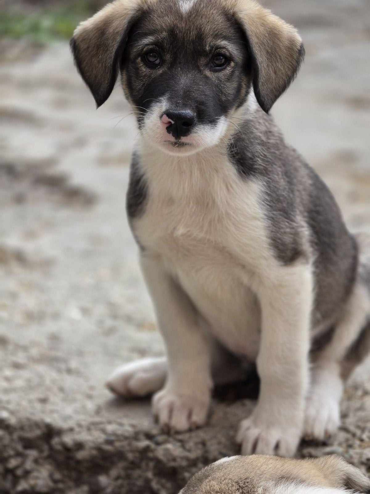 pup Summer zoekt een baasje, Dieren en Toebehoren, 15 weken tot 1 jaar, Handelaar, Buitenland, Teef