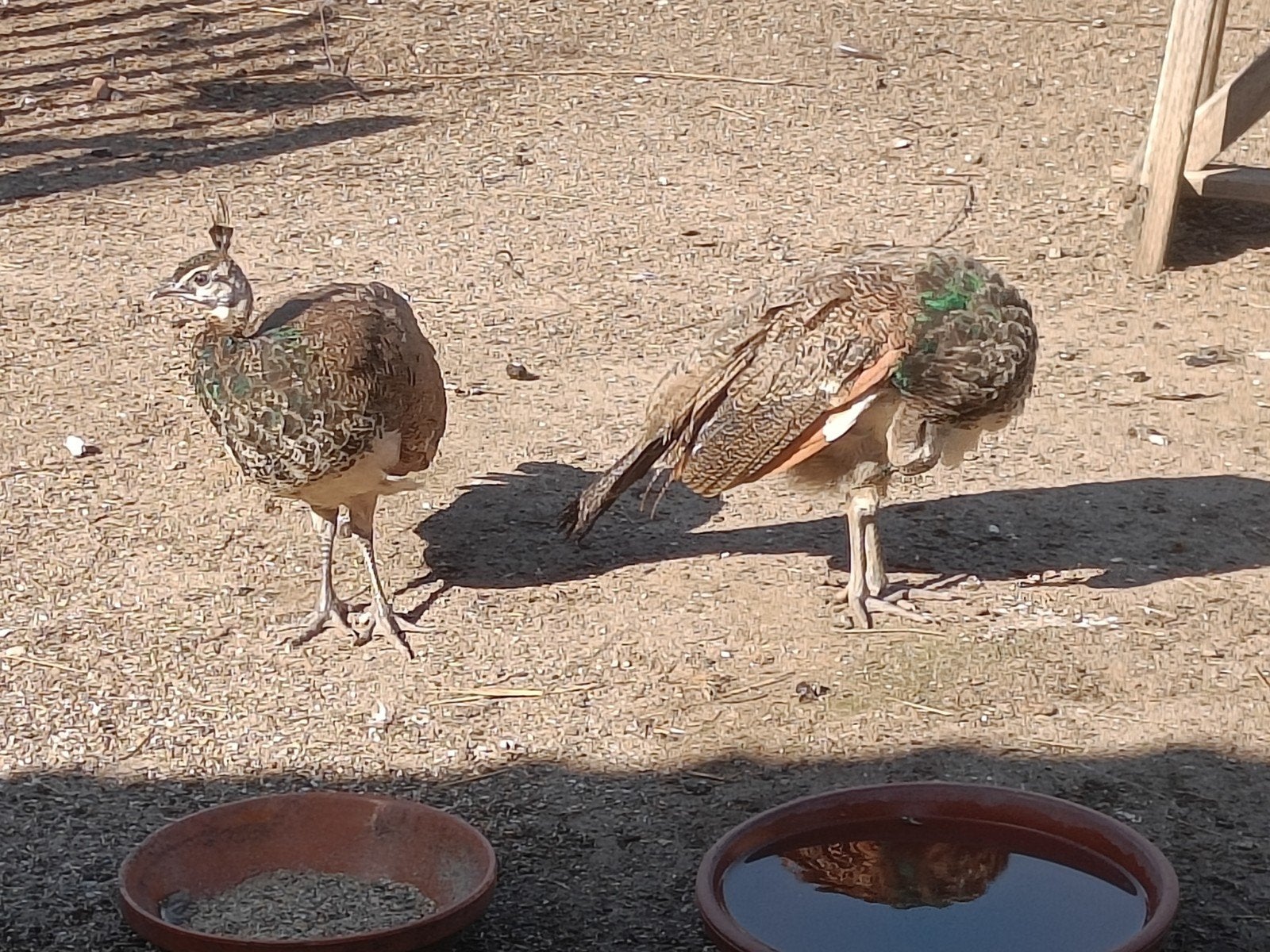 pauwhen, Meerdere dieren, Tam