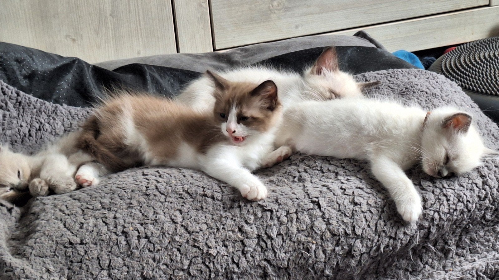 te koop, Ragdoll kittens met stamboom, Dieren en Toebehoren, Meerdere dieren, Met stamboom, 0 tot 2 jaar
