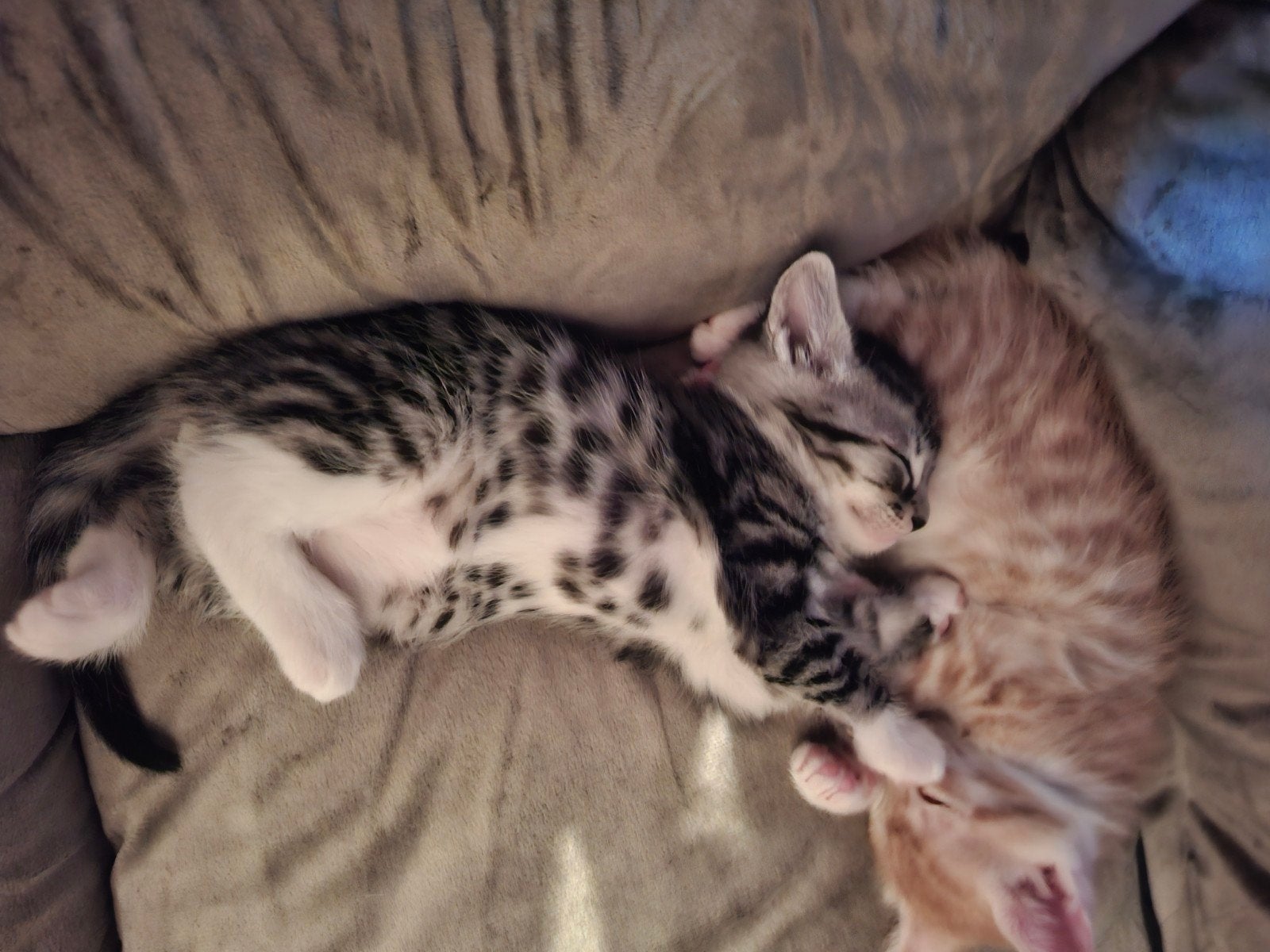 kittens te koop, Dieren en Toebehoren