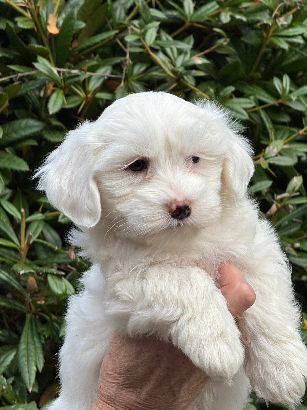 Beeldschone  Maltezer pups! Uitstekend verzorgd, Maltezer, Nederland, CDV (hondenziekte), 8 tot 15 weken