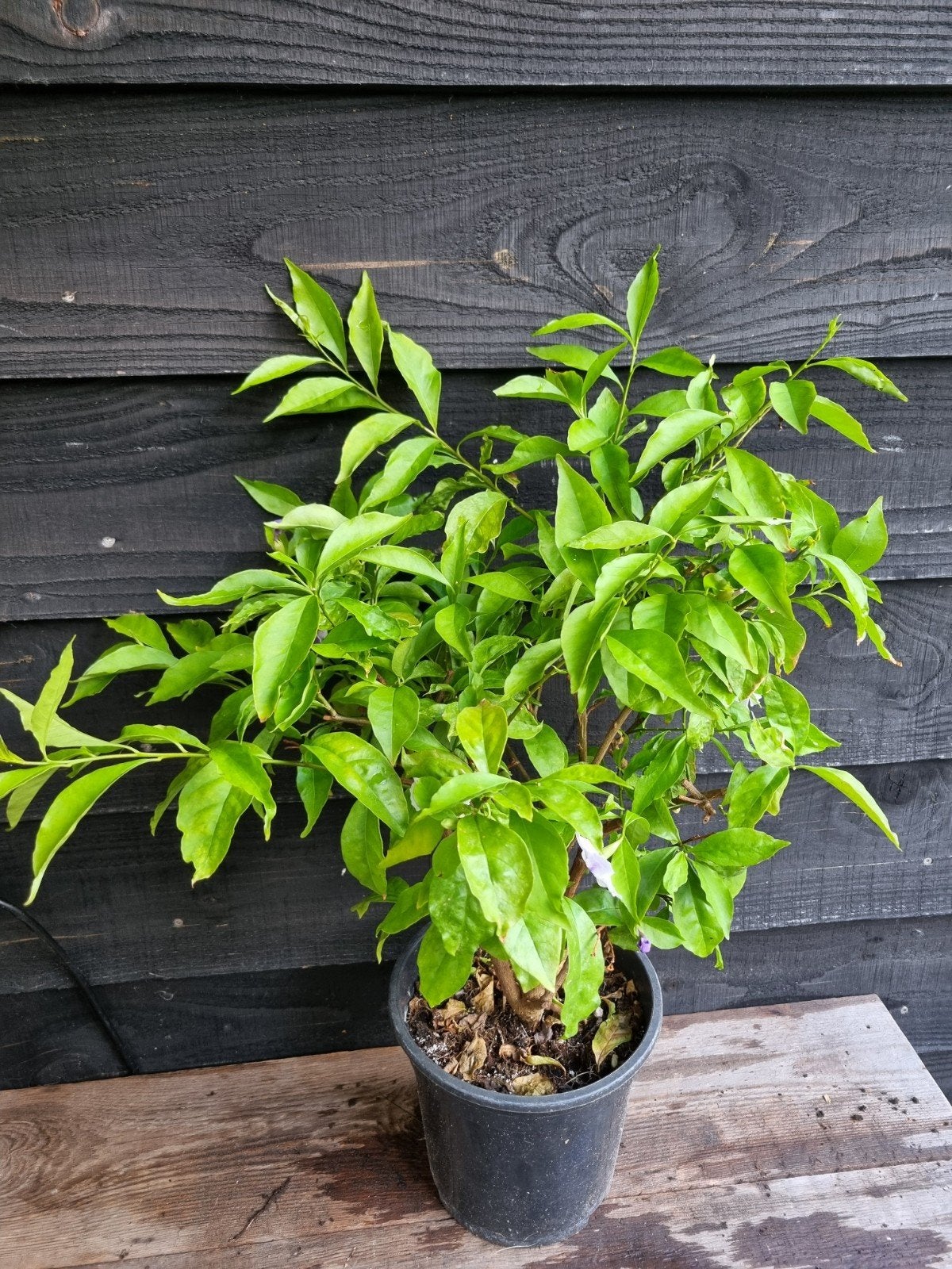 Brunfelsia, Tuin en Terras, Planten | Tuinplanten, Vaste plant, Halfschaduw, Zomer, Ophalen