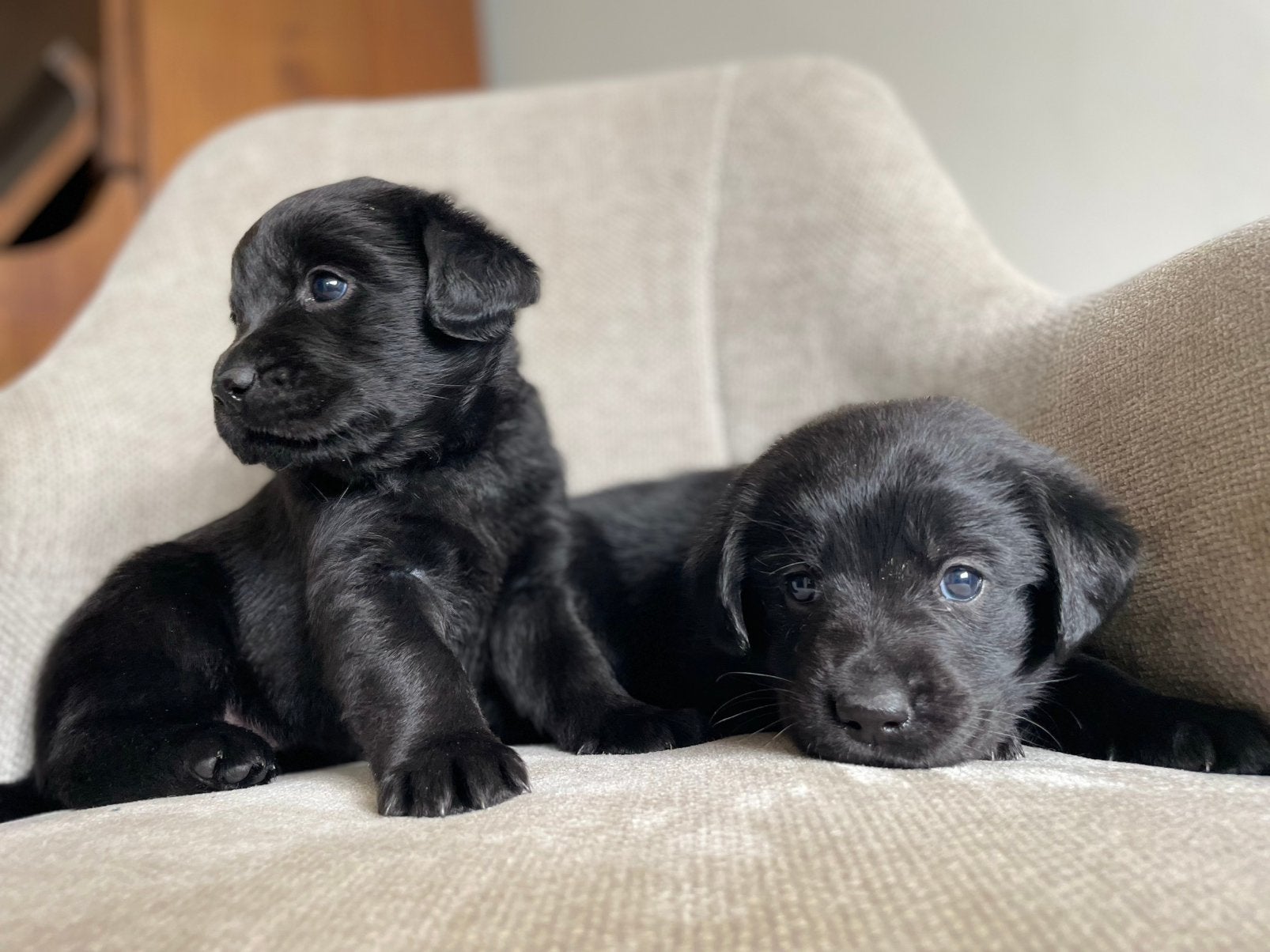 Lieve Friese Stabij x Labrador pups beschikbaar, Overige rassen, 8 tot 15 weken, Parvo, Meerdere