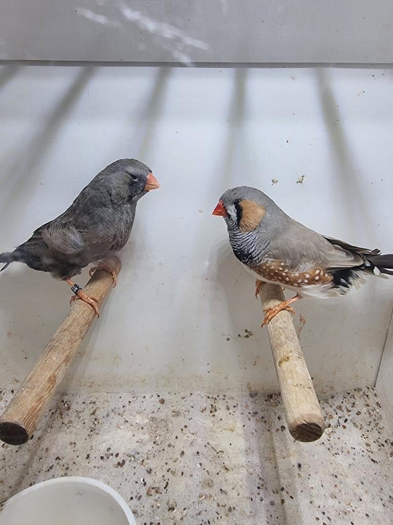 Te koop koppel Charcoal Bleekrug, Dieren en Toebehoren, Meerdere dieren