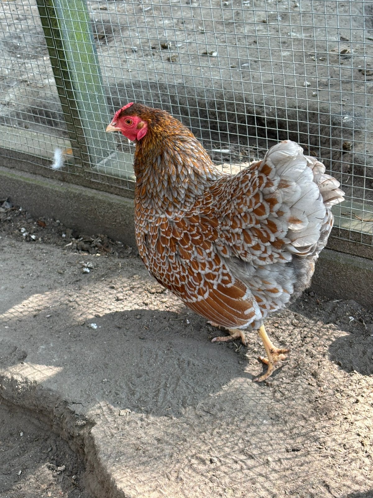 Broedeieren wyandotte kriel goud zwart en goud blauw gezoomd, Dieren en Toebehoren, Pluimvee, Geslacht onbekend, Kip