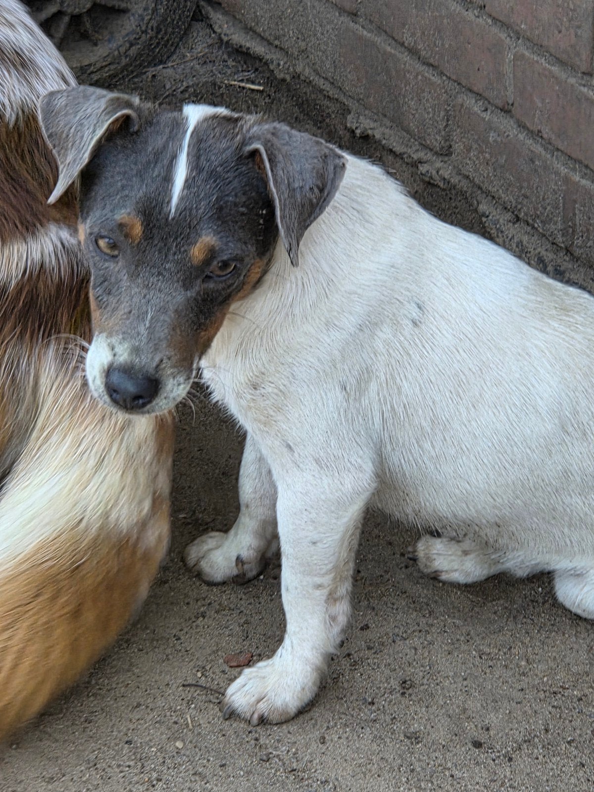 Blue tan Jack russel, Dieren en Toebehoren, Parvo, België, Fokker | Hobbymatig, Reu