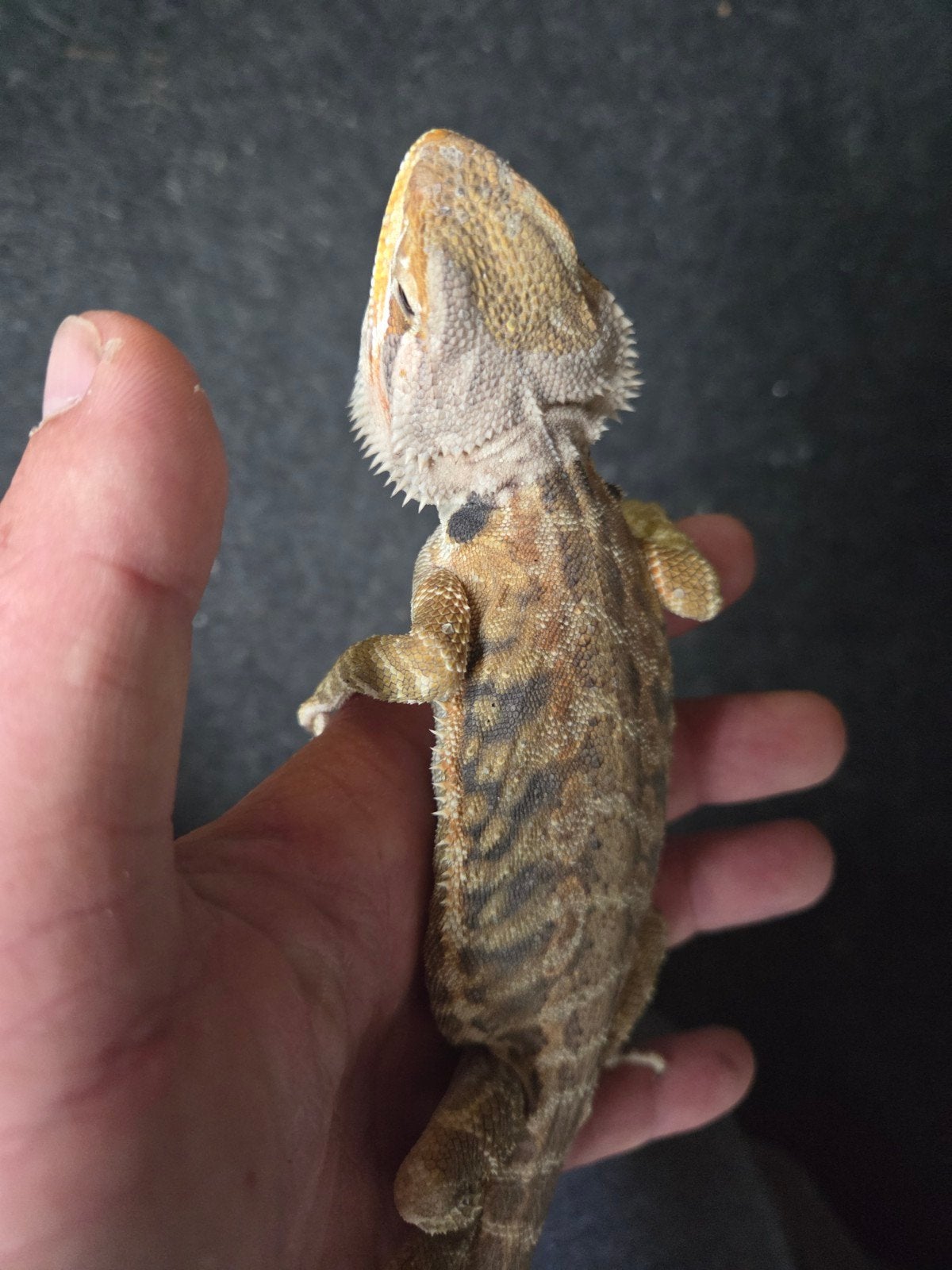 Baardagaam Pogona Vitticeps Citrus Orange Tiger Bearded Dragon photo 2