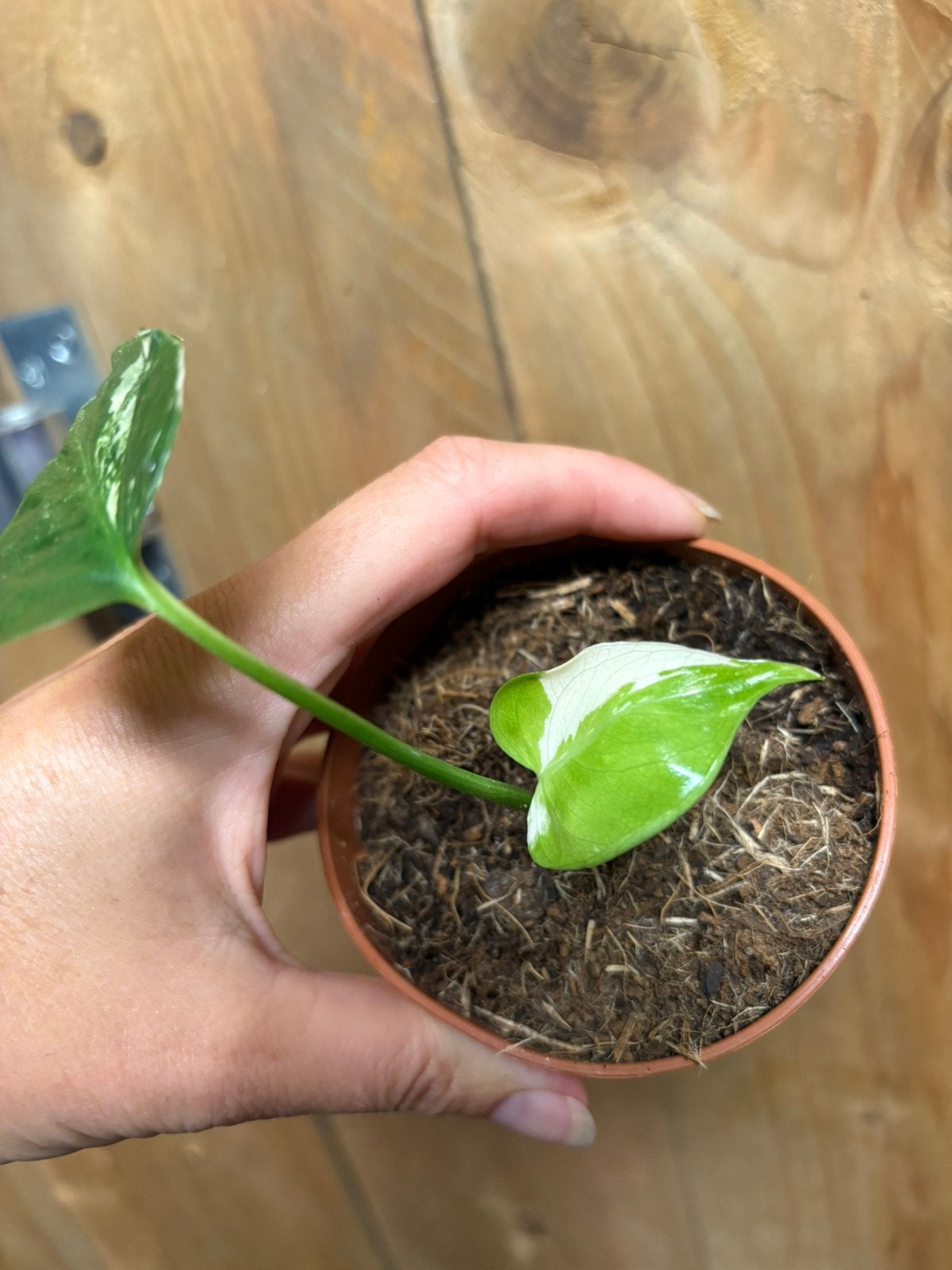 Monstera deliciosa variegata plant albo white wit mint large, Ophalen of Verzenden, Halfschaduw, Minder dan 100 cm