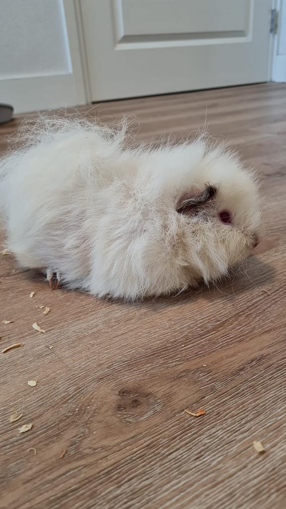 Cavia beertje 6 maanden, Cavia, Mannelijk, November, Tam