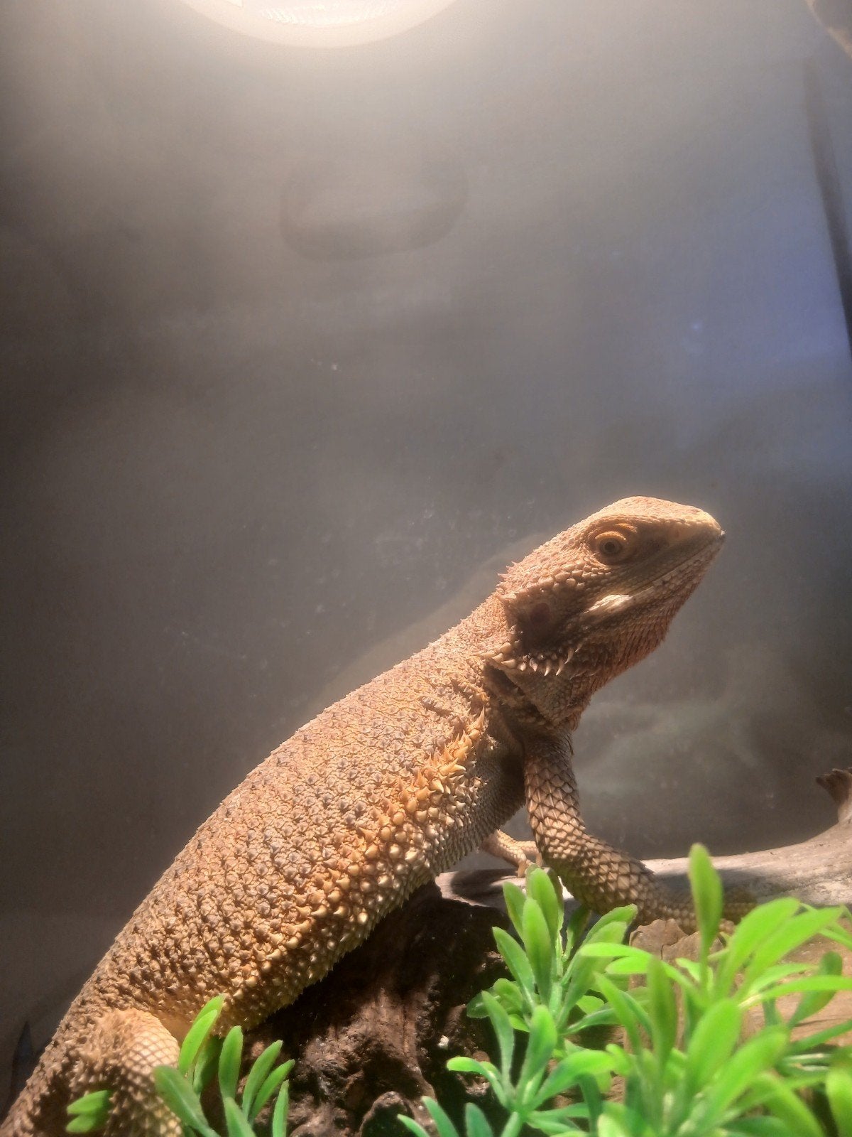 mooie tamme baardagaam check beschrijving Bearded Dragon photo 2